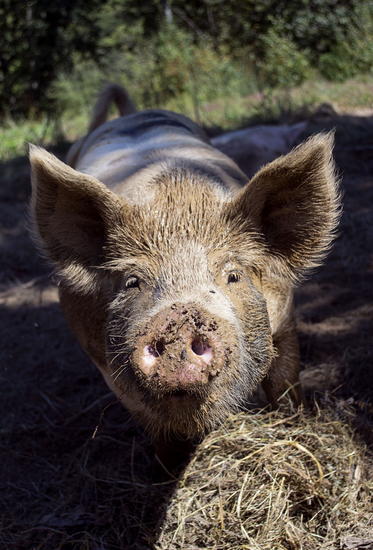 APP pig photo